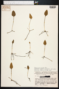 Ophioglossum petiolatum image