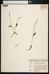 Ophioglossum petiolatum image