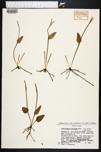 Ophioglossum petiolatum image