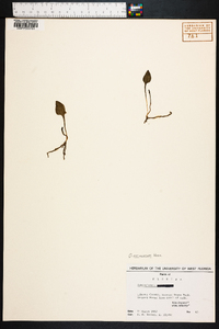 Ophioglossum petiolatum image