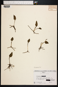 Ophioglossum petiolatum image