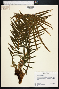 Pteris vittata image