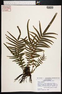 Pteris vittata image