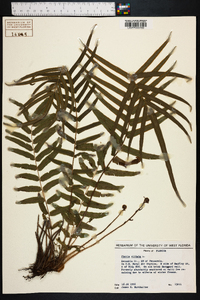 Pteris vittata image