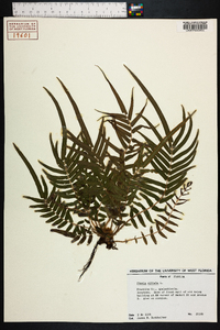 Pteris vittata image