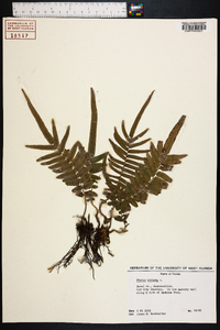 Pteris vittata image