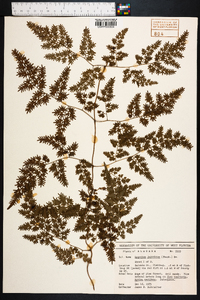 Lygodium japonicum image