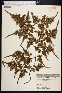 Lygodium japonicum image