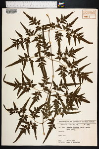Lygodium japonicum image