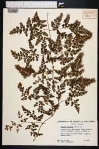 Lygodium japonicum image