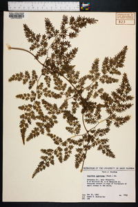 Lygodium japonicum image