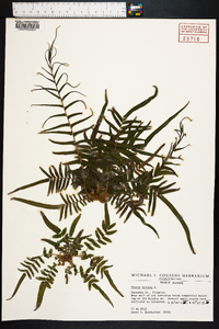 Pteris vittata image