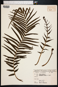 Pteris vittata image