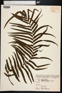 Pteris vittata image