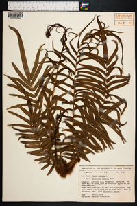 Pteris vittata image