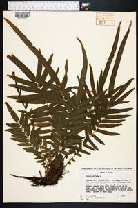 Pteris vittata image