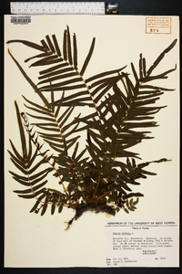 Pteris vittata image