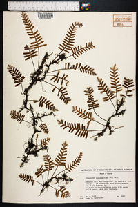 Polypodium polypodioides image