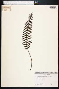 Polypodium polypodioides image