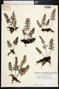 Polypodium polypodioides image