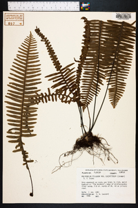 Polypodium ptilodon image