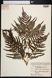 Pteridium aquilinum subsp. pseudocaudatum image