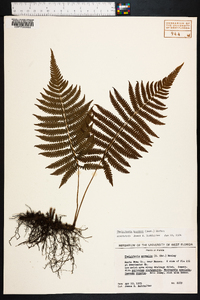 Thelypteris kunthii image