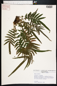 Pteris vittata image