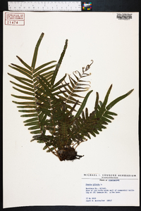 Pteris vittata image