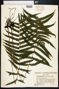 Thelypteris hispidula image