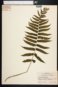 Athyrium pycnocarpon image