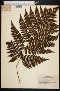 Dryopteris campyloptera image