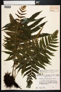 Thelypteris hispidula image