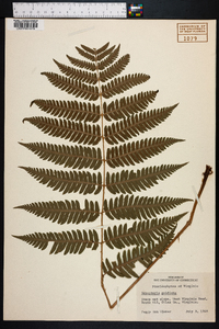 Dryopteris goldieana image