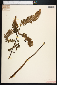 Dryopteris goldieana image