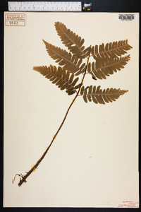 Dryopteris goldieana image