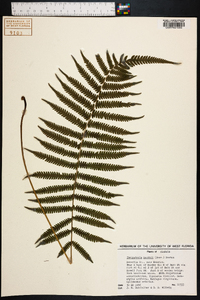 Thelypteris kunthii image