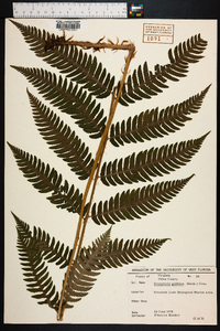 Dryopteris goldieana image