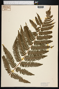 Dryopteris celsa image