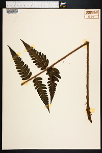 Dryopteris ludoviciana image