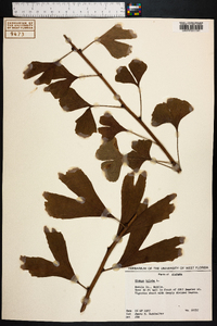 Ginkgo biloba image