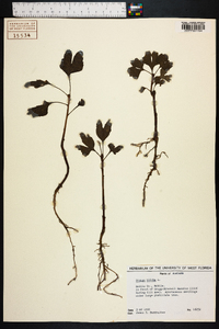 Ginkgo biloba image