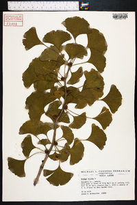 Ginkgo biloba image