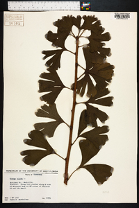 Ginkgo biloba image