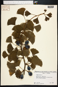 Ginkgo biloba image