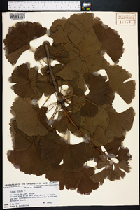 Ginkgo biloba image