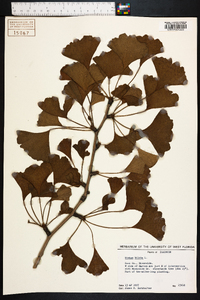 Ginkgo biloba image