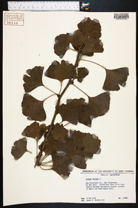 Ginkgo biloba image