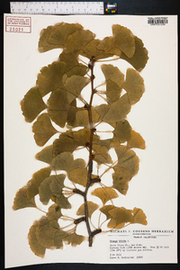 Ginkgo biloba image