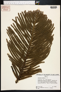 Araucaria excelsa image